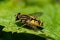 Closeup of a yellow and black striped fly sitting on a green leaf in sunshine