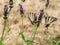 Closeup of yellow and black striped scarce swallowtail butterflies. Iphiclides podalirius.