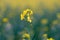 Closeup of a yellow of blooming rapeseed