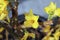 Closeup of yellow blossoms on a forsythia plant