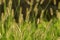 Closeup of the yellow bristle-grass, texture for wallpaper or background