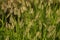 Closeup of the yellow bristle-grass, texture for wallpaper or background