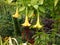 Closeup of yellow Brugmansia flowers captured during the daytime