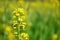 Closeup of Yellow canola flowers in Spring with blurred yellow background