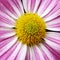 Closeup yellow capitulum of Chrysanthemum Aster