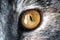 Closeup Yellow Cat Eye with Gray Fur