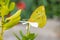 Closeup of a yellow Catopsilia Florella butterfly, standing on a white petal flower in the garden