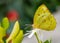 Closeup of a yellow Catopsilia Florella butterfly, standing on a white petal flower in the garden