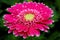 Closeup of a yellow centered pink gerbera