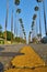 Closeup of yellow centerline on cracked avenue with rows of tall palm trees on both sides