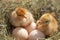 Closeup of yellow chickens in the nest, yellow little chickens, fresh egg in the nest on the farm. Poultry farming
