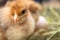 Closeup of yellow chickens in the nest, yellow little chickens, fresh egg in the nest on the farm. Poultry farming