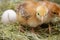 Closeup of yellow chickens in the nest, yellow little chickens, fresh egg in the nest on the farm. Poultry farming