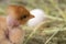 Closeup of yellow chickens in the nest, yellow little chickens, fresh egg in the nest on the farm. Poultry farming