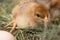 Closeup of yellow chickens in the nest, yellow little chickens, fresh egg in the nest on the farm. Poultry farming