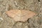 Closeup on the yellow colored Clay triple-lines geometer moth, Cyclophora linearia, with spread wings