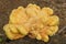 Closeup on a yellow colored crab-of-the-woods mushroom, Laetiporus sulphureus on the forest floor