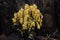 Closeup of the yellow-colored dog vomit slime mold on the tree bark