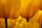 Closeup of yellow-coloured Tulip flowers forming an abstract feel