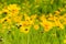 Closeup of  the yellow coreopsis flower blooming