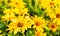 Closeup Yellow coreopsis flowers in garden