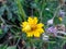 Closeup of a yellow Crab Spider on a yellow flower. An example of mimicry in nature