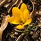 Closeup of a Yellow Crocus Wildflower on the Forest Floor