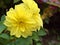 Closeup yellow Dahlia pinnata asteraceae flowers plant in garden with soft focus and green blurred background