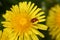 Closeup of a Yellow Dandalion with a Ladybug on it.