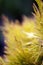 Closeup of yellow evergreen leaves under the lights with a blurry background