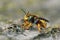 Closeup of a yellow female Oblong woolcarder bee, Anthidium oblongatum