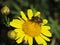 Closeup yellow flower with a bee on top. Nature background. Spring background. Nectar and pollen texture.