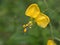 Closeup yellow flower in garden with rain drops and blurred background ,leaves in nature ,sweet color