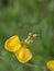 Closeup yellow flower in garden with rain drops and blurred background ,leaves in nature ,sweet color