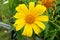Closeup Yellow flower `Mexican sunflower` `calendula`