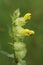 Closeup on a yellow flowering greater yellow-rattle , Rhinanthus angustifolius, a root-parasite plant