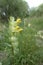 Closeup on a yellow flowering greater yellow-rattle , Rhinanthus angustifolius, a root-parasite plant