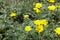 Closeup of yellow flowers of Cota tinctoria Kelwayi