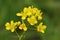 Closeup on the yellow flowers of Creeping yeelowcress,Rorippa sylvestris