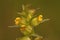 Closeup on the yellow flowers of the greater yellow-rattle , Rhinanthus angustifolius