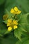 Closeup on yellow flowers of the large-leaved avens , Geum macrophyllum