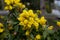 Closeup of yellow flowers of a mahonia bush in spring among green foliage