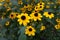 Closeup of yellow flowers of Rudbeckia triloba in August