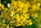 Closeup of yellow flowers on tree (Senna siamea Lam)