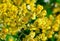 Closeup of yellow flowers on tree (Senna siamea Lam)