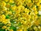 Closeup of yellow flowers on tree (Senna siamea Lam)