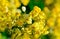 Closeup of yellow flowers on tree (Senna siamea Lam)