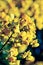 Closeup of yellow flowers on tree (Senna siamea Lam) with vin