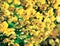 Closeup of yellow flowers on tree (Senna siamea Lam) with vin
