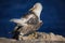 Closeup of a yellow-footed gull preening on the coast of Malaga in Andalusia, Spain